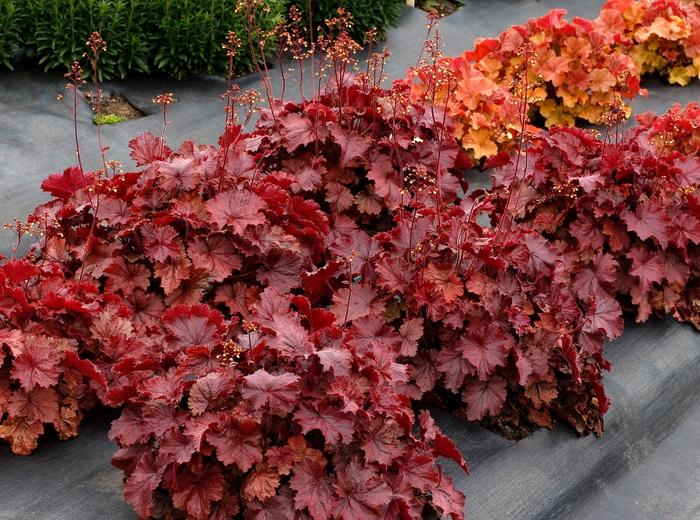 Heuchera Northern Exposure™ Red