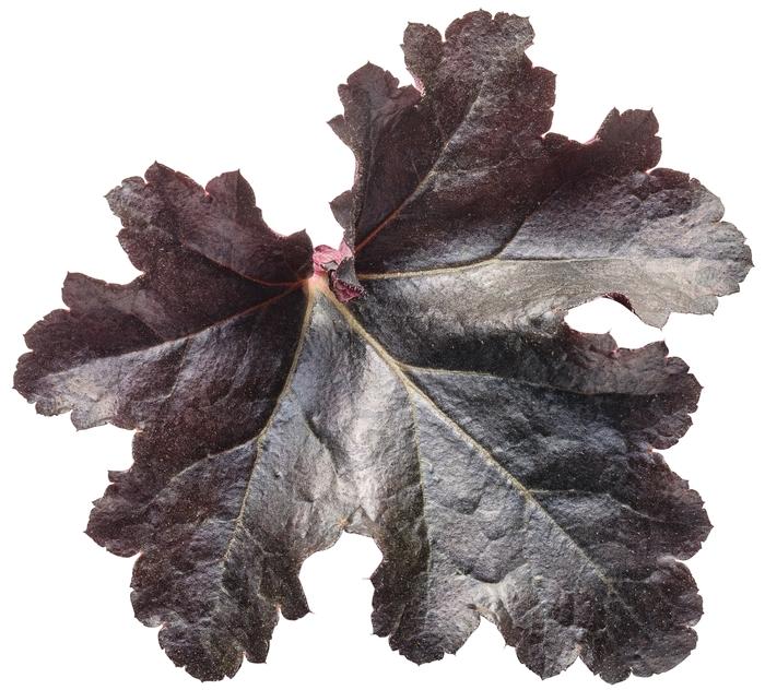 Heuchera Primo® Black Pearl