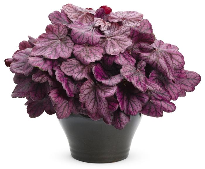 Heuchera Primo® Wild Rose