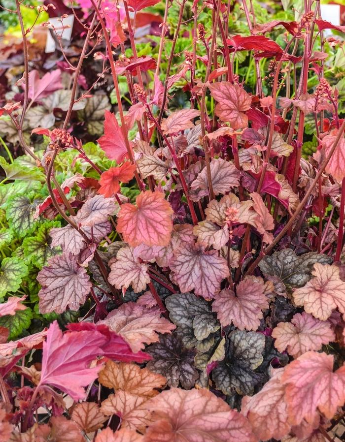 Heuchera Carnival Watermelon