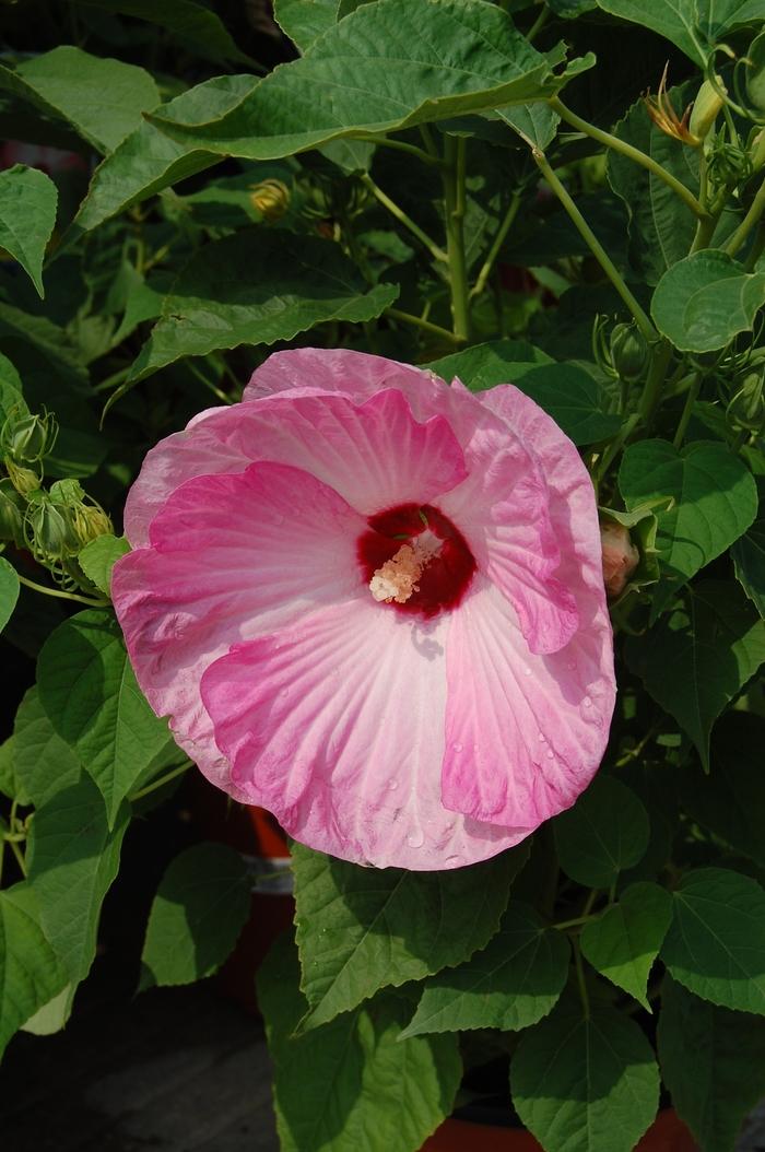 Hibiscus moscheutos Luna™ Pink Swirl