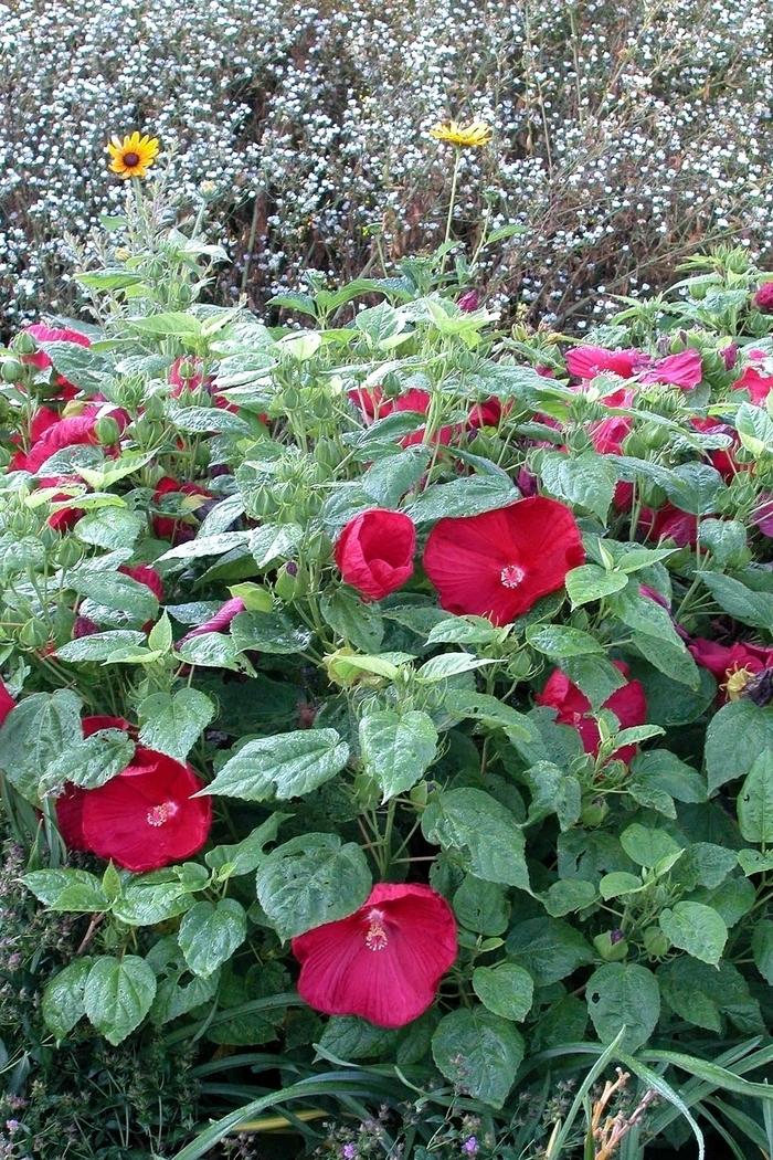 Hibiscus moscheutos Luna™ Red