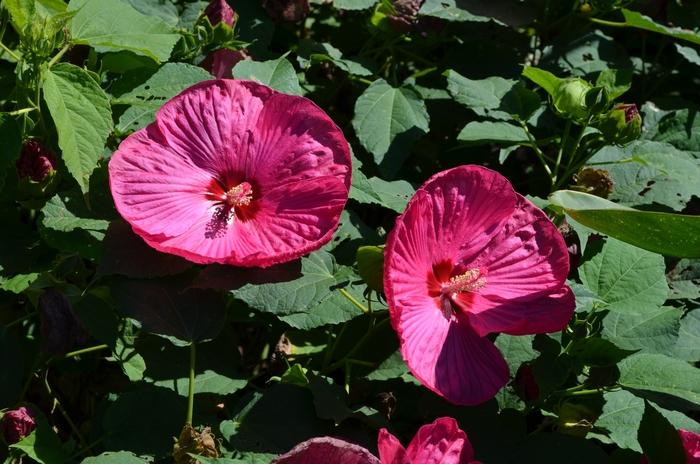 Hibiscus moscheutos Luna™ Rose