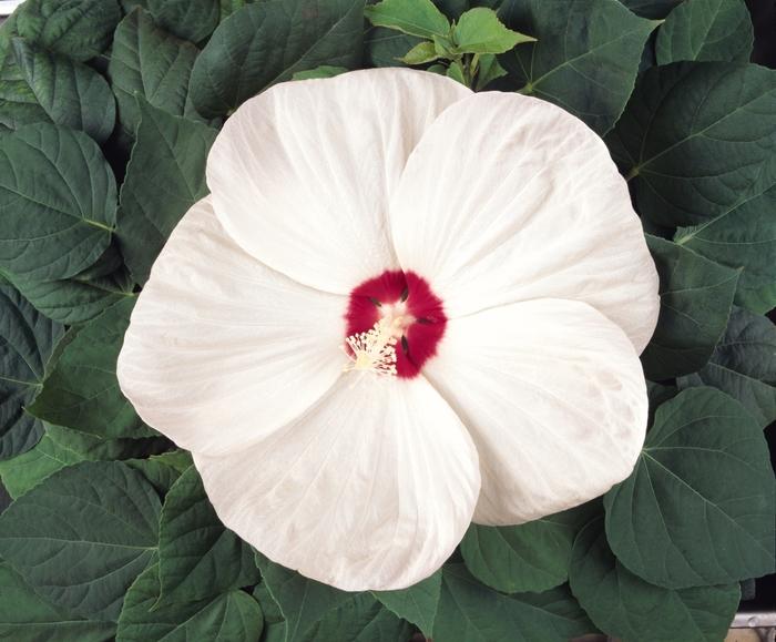 Hibiscus moscheutos Luna™ White