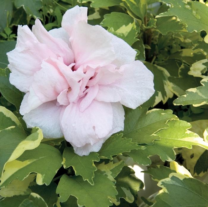 Hibiscus syriacus Sugar Tip®