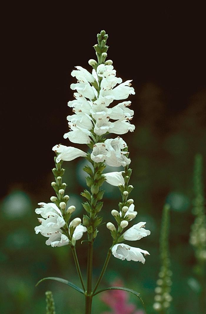 Physostegia virginiana Miss Manners