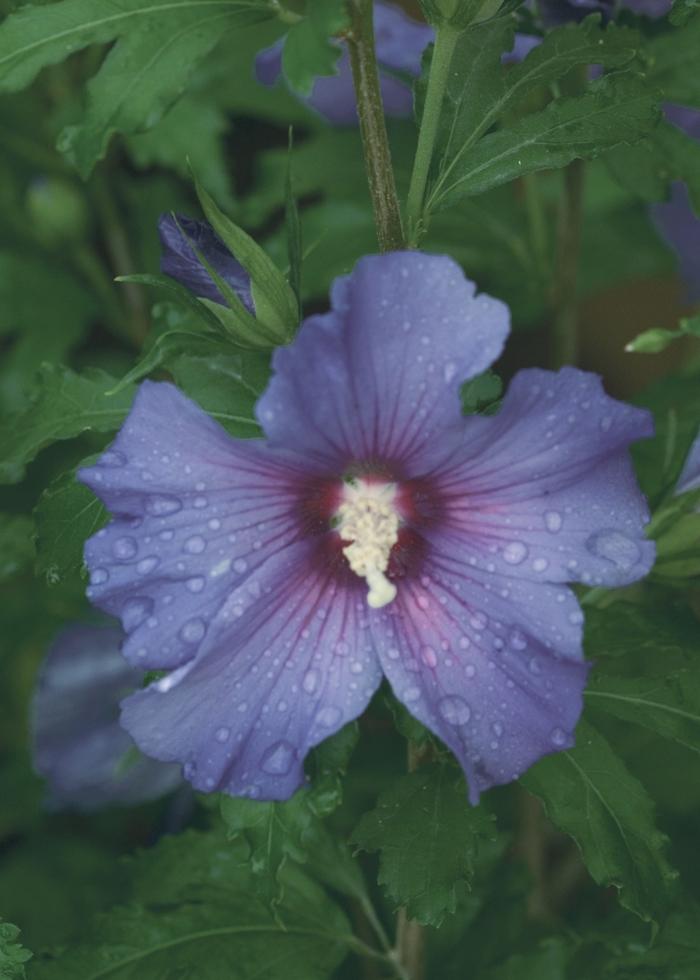 Hibiscus syriacus Azurri Blue Satin®