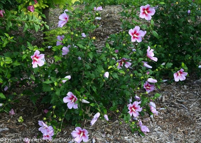 Hibiscus syriacus Orchid Satin®