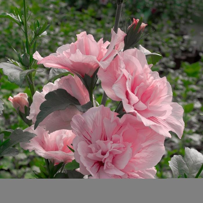 Hibiscus syriacus Pink Chiffon®