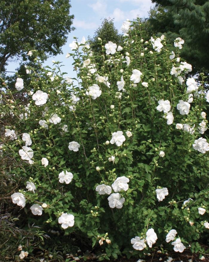 Hibiscus syriacus White Chiffon®