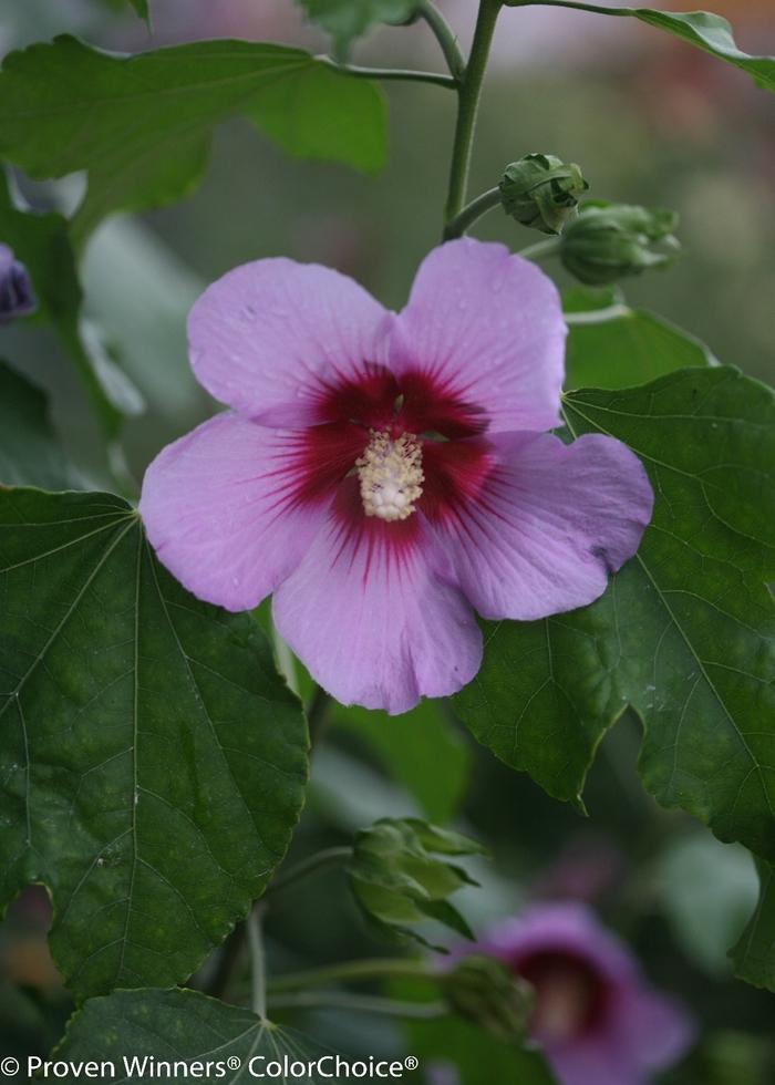 Hibiscus Full Blast®