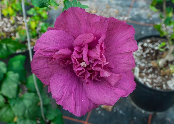 Hibiscus syriacus Magenta Chiffon®