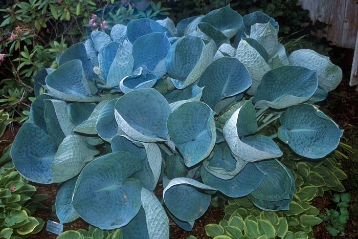 Hosta Abiqua Drinking Gourd