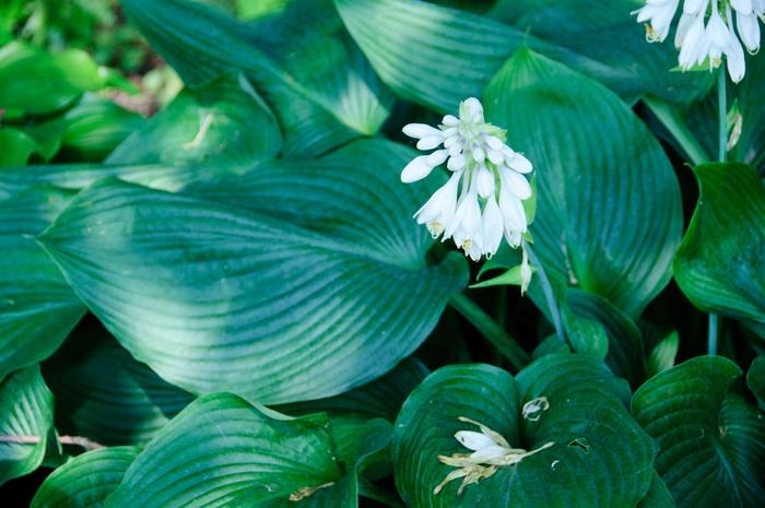 Hosta Blue Angel