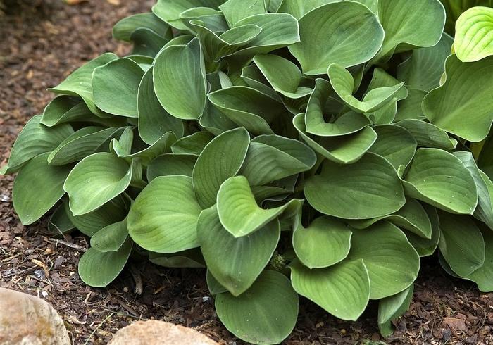 Hosta Blue Mouse Ears