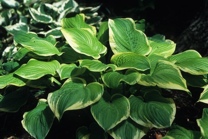 Hosta Fragrant Bouquet