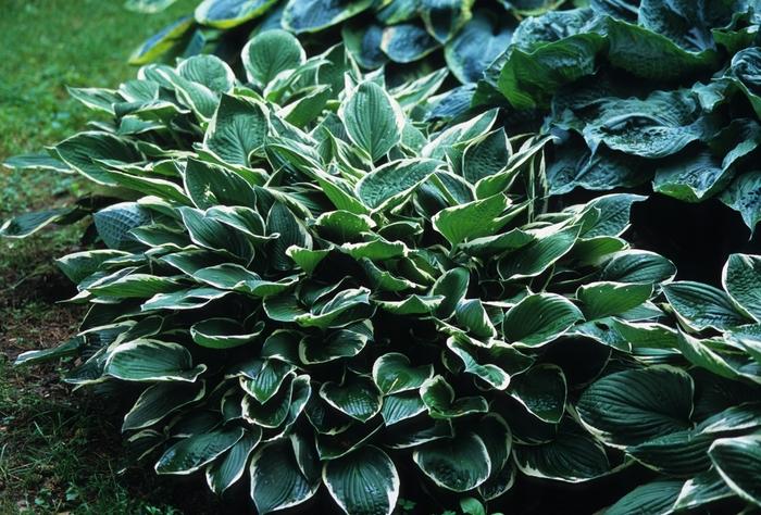 Hosta Francee