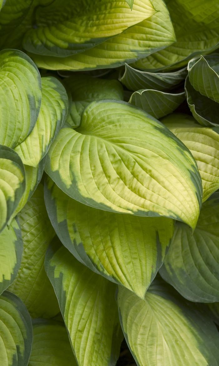 Hosta Gold Standard