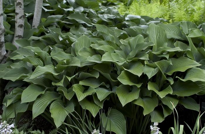 Hosta Krossa Regal