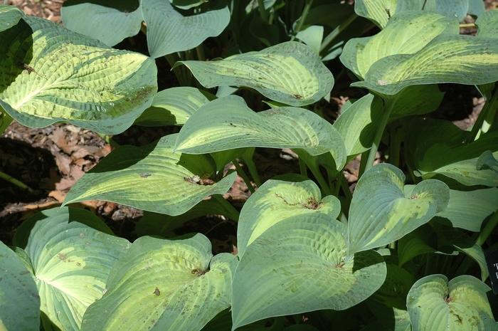 Hosta Paul's Glory