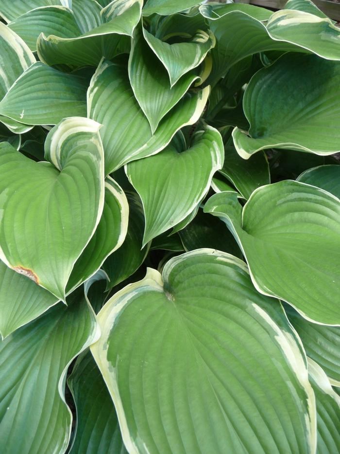 Hosta Regal Splendor