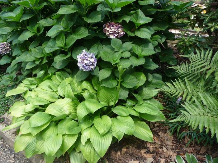 Hosta Royal Standard