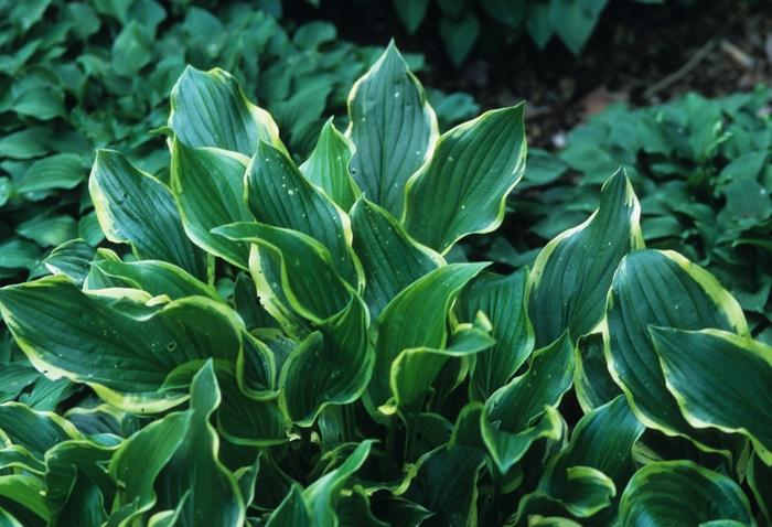 Hosta So Sweet