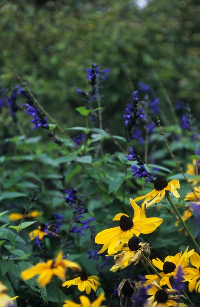 Rudbeckia hirta Indian Summer