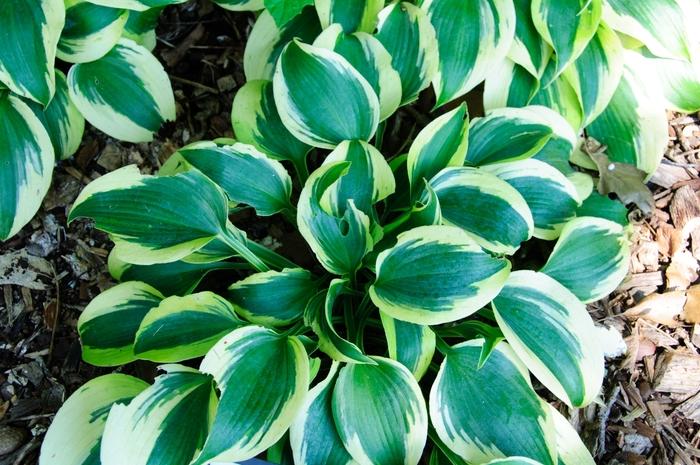 Hosta Shadowland® Autumn Frost