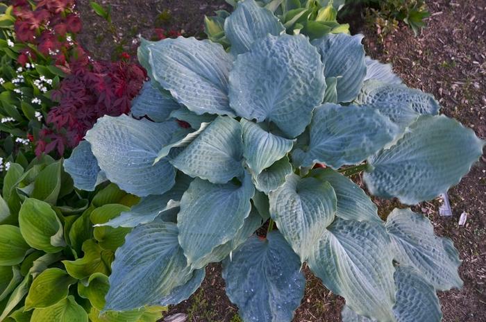 Hosta Shadowland® Diamond Lake