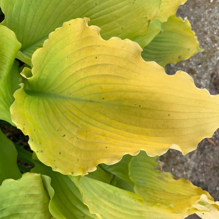 Hosta Shadowland® Echo the Sun