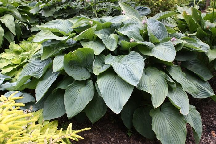 Hosta Shadowland® Empress Wu