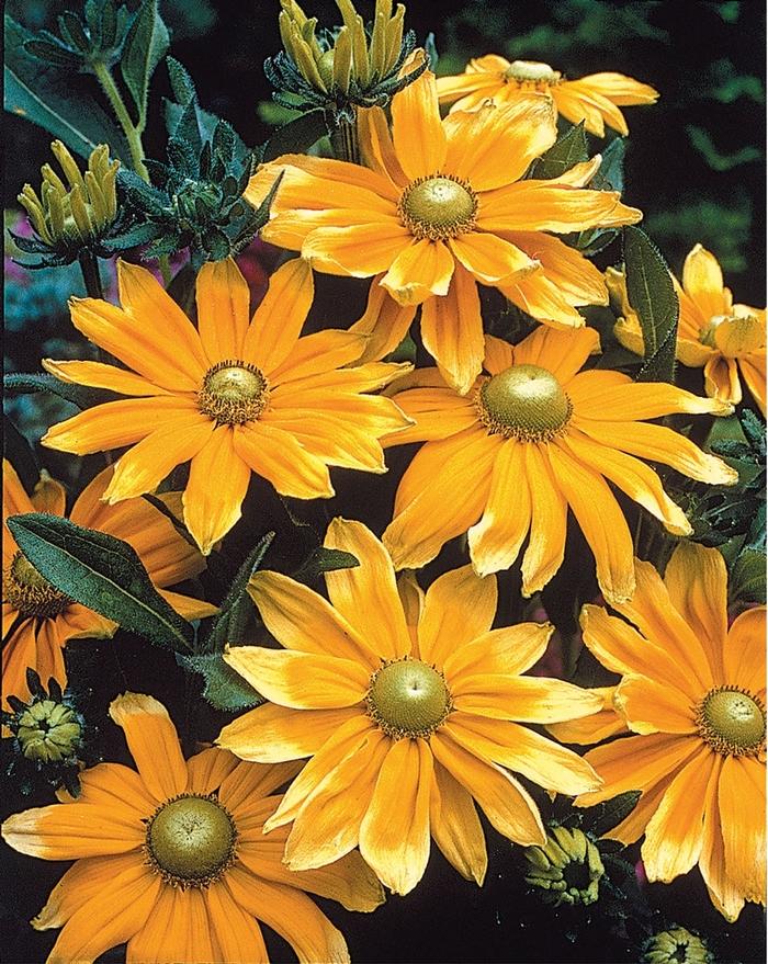 Rudbeckia hirta Prairie Sun