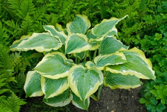 Hosta Shadowland® Seducer