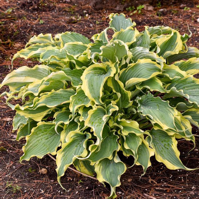 Hosta Shadowland® Voices in the Wind