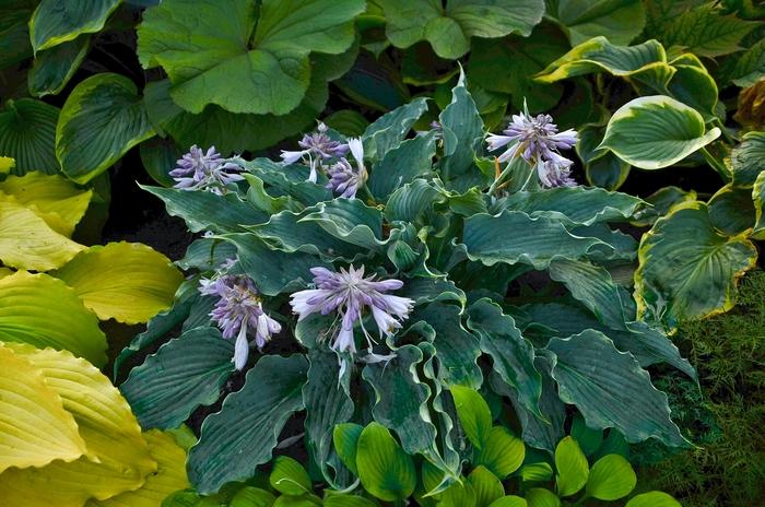 Hosta Shadowland® Waterslide