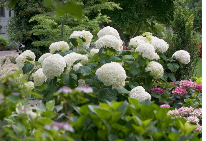 Hydrangea arborescens Incrediball®