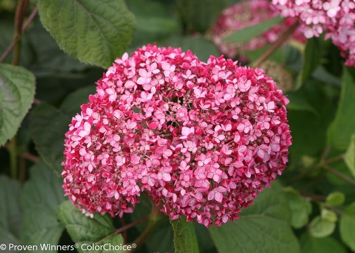 Hydrangea arborescens Invincibelle® Spirit II