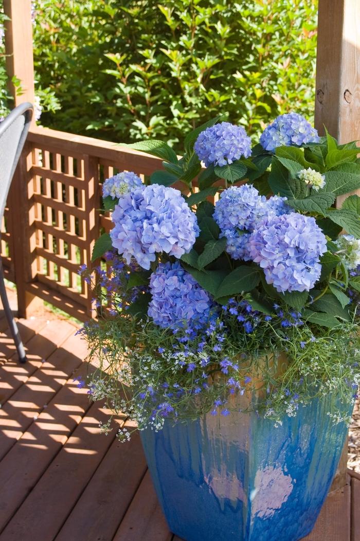 Hydrangea macrophylla Bailmer