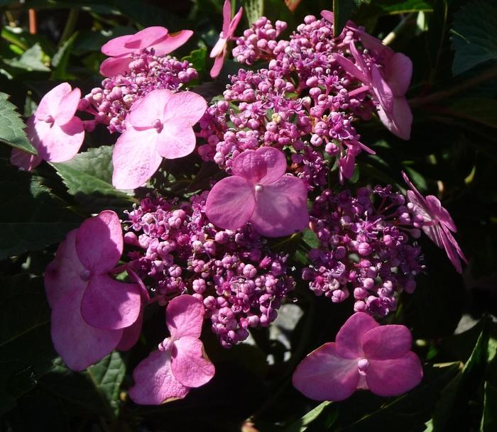 Hydrangea macrophylla Twist-n-Shout®