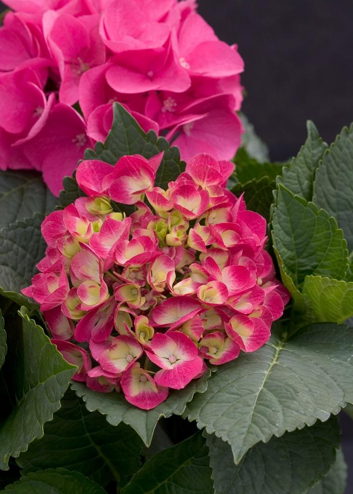 Hydrangea macrophylla Cityline® Paris