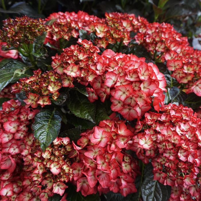 Hydrangea macrophylla Kimono™