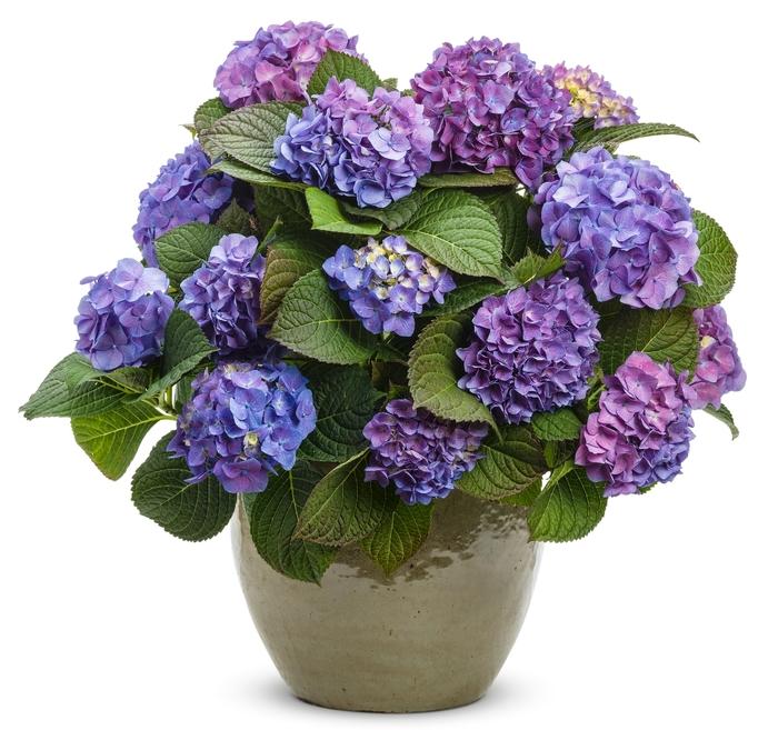 Hydrangea macrophylla Let's Dance® Blue Jangles®