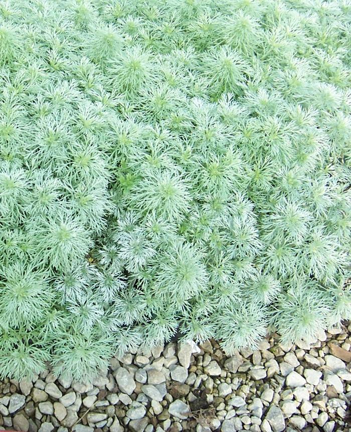 Artemisia schmidtiana Silver Mound