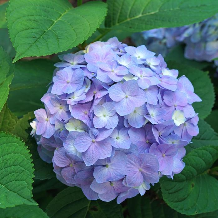 Hydrangea macrophylla Let's Dance® Sky View®