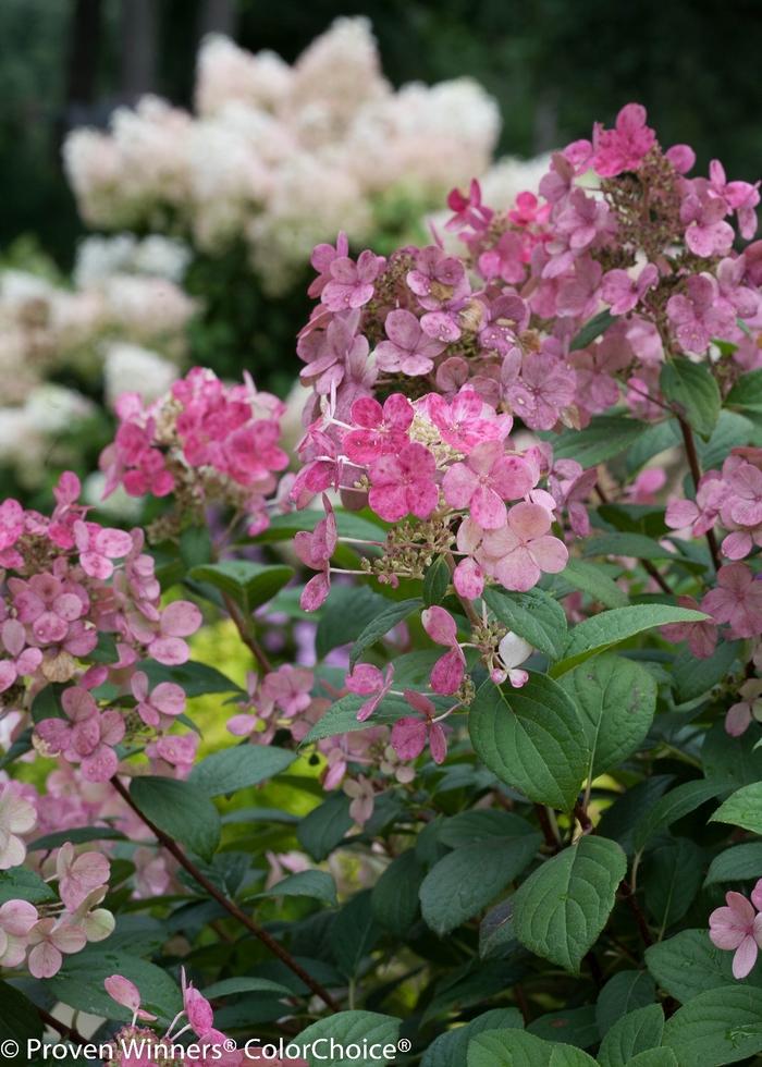 Hydrangea paniculata Little Quick Fire®