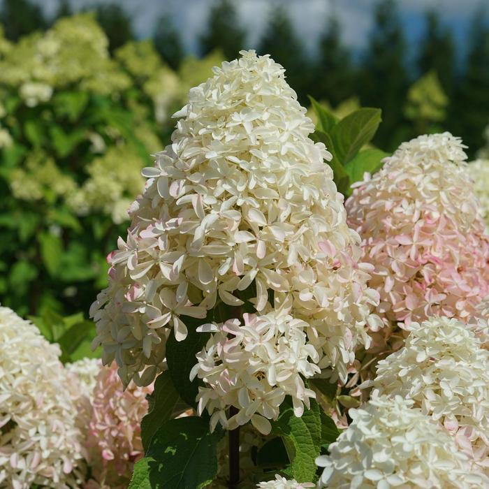 Hydrangea paniculata Quick Fire Fab®