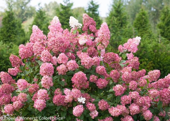 Hydrangea paniculata Fire Light®