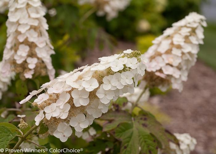 Hydrangea quercifolia Gatsby Gal®