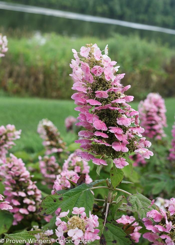 Hydrangea quercifolia Gatsby Pink®